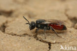 Schoffelbloedbij (Sphecodes pellucidus)