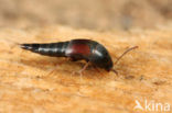 Sepedophilus marshami