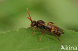 Signaalwespbij (Nomada signata)