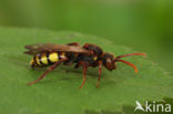 Signaalwespbij (Nomada signata)