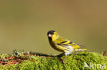 Sijs (Carduelis spinus)