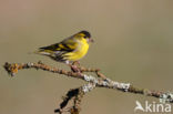 Eurasian Siskin (Carduelis spinus)
