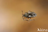 Microvelia buenoi
