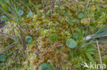 Bog-moss (Sphagnum recurvum)