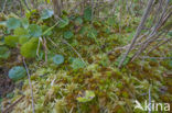 Slank veenmos (Sphagnum recurvum)