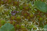 Bog-moss (Sphagnum recurvum)