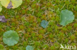 Bog-moss (Sphagnum recurvum)