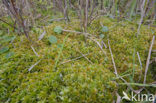 Bog-moss (Sphagnum recurvum)