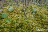 Bog-moss (Sphagnum recurvum)