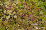 Slank veenmos (Sphagnum recurvum)