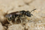 Slanke groefbij (Lasioglossum fulvicorne)