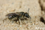 Slanke groefbij (Lasioglossum fulvicorne)