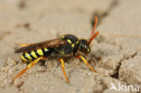 Smalbandwespbij (Nomada goodeniana) 