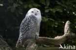 Snowy Owl (Bubo scandiacus)