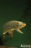 Snoek (Esox lucius)