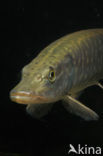 Snoek (Esox lucius)