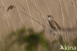 Savi’s Warbler (Locustella luscinioides)