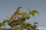 Savi’s Warbler (Locustella luscinioides)