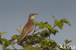 Savi’s Warbler (Locustella luscinioides)