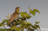 Savi’s Warbler (Locustella luscinioides)