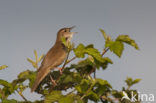 Savi’s Warbler (Locustella luscinioides)