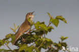 Savi’s Warbler (Locustella luscinioides)