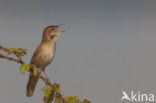 Savi’s Warbler (Locustella luscinioides)