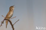 Savi’s Warbler (Locustella luscinioides)