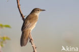 Savi’s Warbler (Locustella luscinioides)