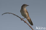 Savi’s Warbler (Locustella luscinioides)