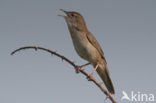 Savi’s Warbler (Locustella luscinioides)