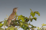 Savi’s Warbler (Locustella luscinioides)