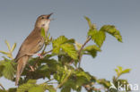 Savi’s Warbler (Locustella luscinioides)