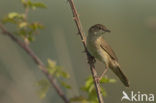 Savi’s Warbler (Locustella luscinioides)