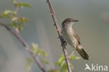 Savi’s Warbler (Locustella luscinioides)