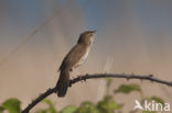 Savi’s Warbler (Locustella luscinioides)