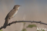 Savi’s Warbler (Locustella luscinioides)