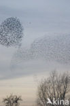 European Starling (Sturnus vulgaris)