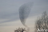 European Starling (Sturnus vulgaris)