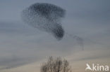European Starling (Sturnus vulgaris)