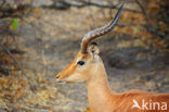 Springbok (Antidorcas marsupialis)