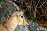 Springbok (Antidorcas marsupialis)