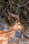 Springbok (Antidorcas marsupialis)