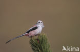 Long-tailed Tit (Aegithalos caudatus)