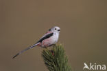 Long-tailed Tit (Aegithalos caudatus)