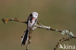 Long-tailed Tit (Aegithalos caudatus)