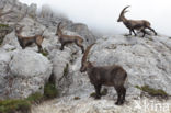 Ibex (Capra ibex)