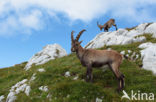 Ibex (Capra ibex)