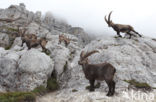 Steenbok (Capra ibex)