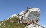 Steenbok (Capra ibex)